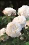TRANDAFIRI Englezesti - David Austin - imagine 73016